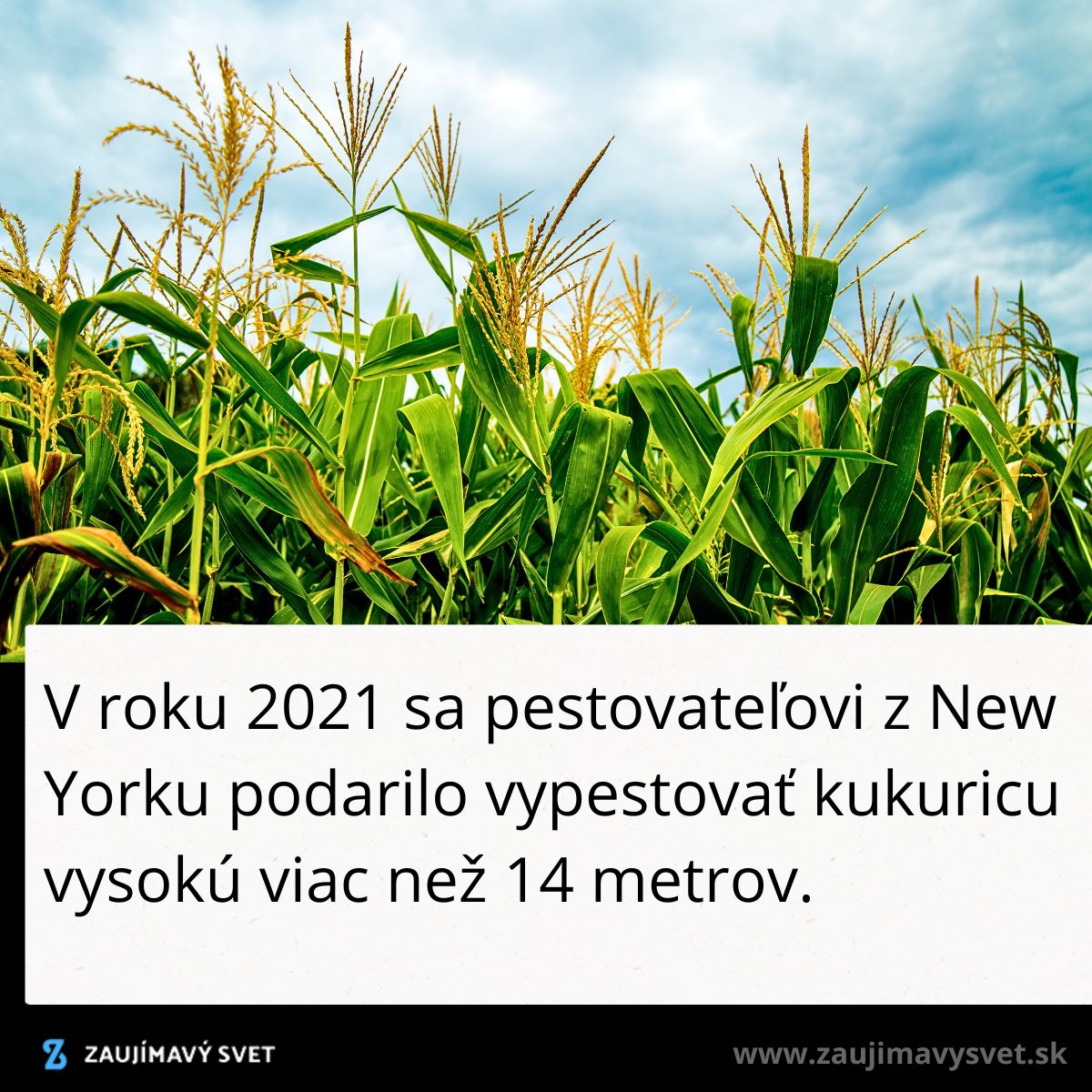 Pole kukurice v New Yorku, ktorá dosiahla až 14 metrov v roku 2021.