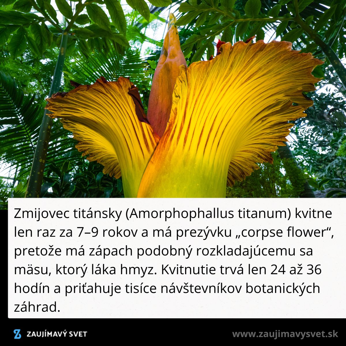 Zmijovec titánsky kvitnúci v botanickej záhrade, známy ako corpse flower pre svoj silný zápach.