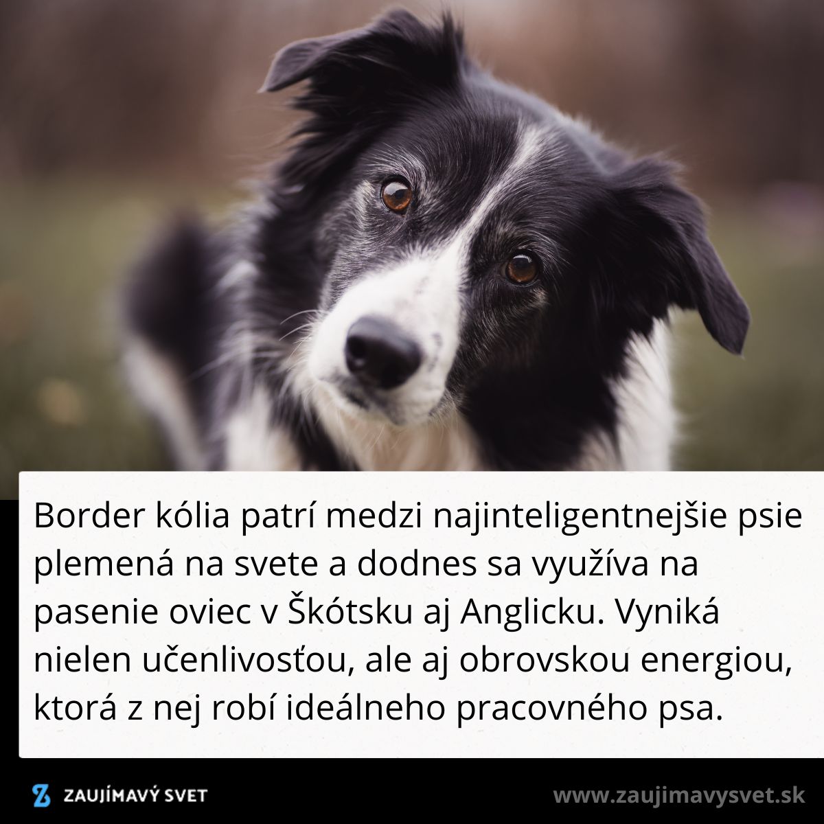 Border kólia so sklonenou hlavou, pozadie je rozmazané, pes má čiernobielu srsť a zvedavý pohľad.