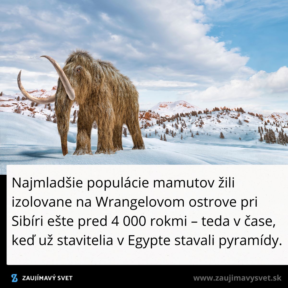 Mamuty na Wrangelovom ostrove žili izolovane ešte pred 4000 rokmi, keď sa stavali pyramídy v Egypte.