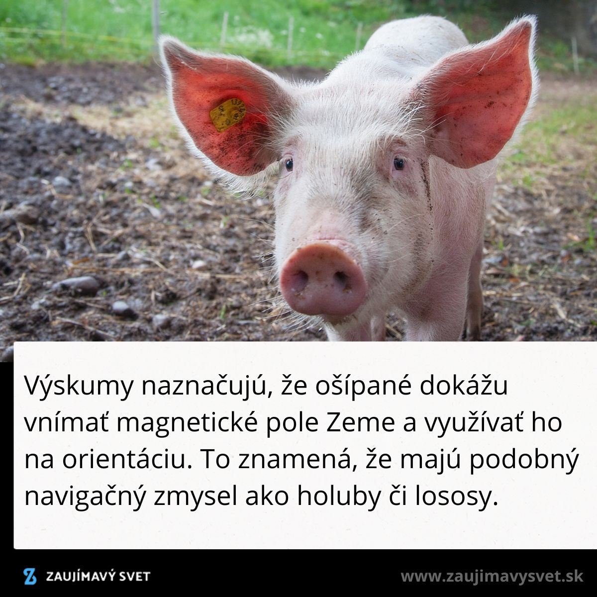 Prasa na farme s ušnou značkou, text hovorí o ich schopnosti vnímať magnetické pole Zeme.