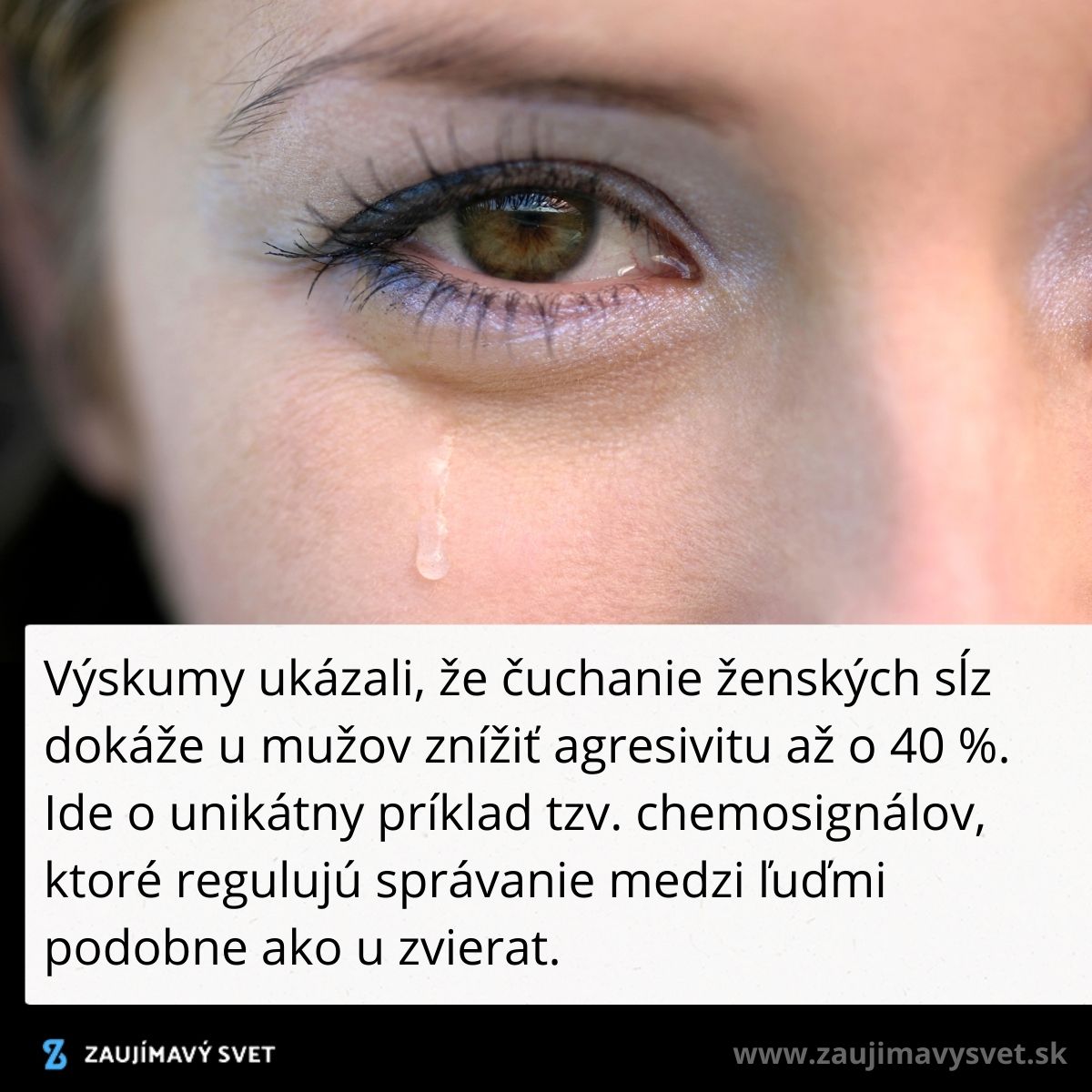 Ženské slzy, detailný záber; výskum ukázal zníženie mužskej agresivity o 40 % po ich čuchaní.