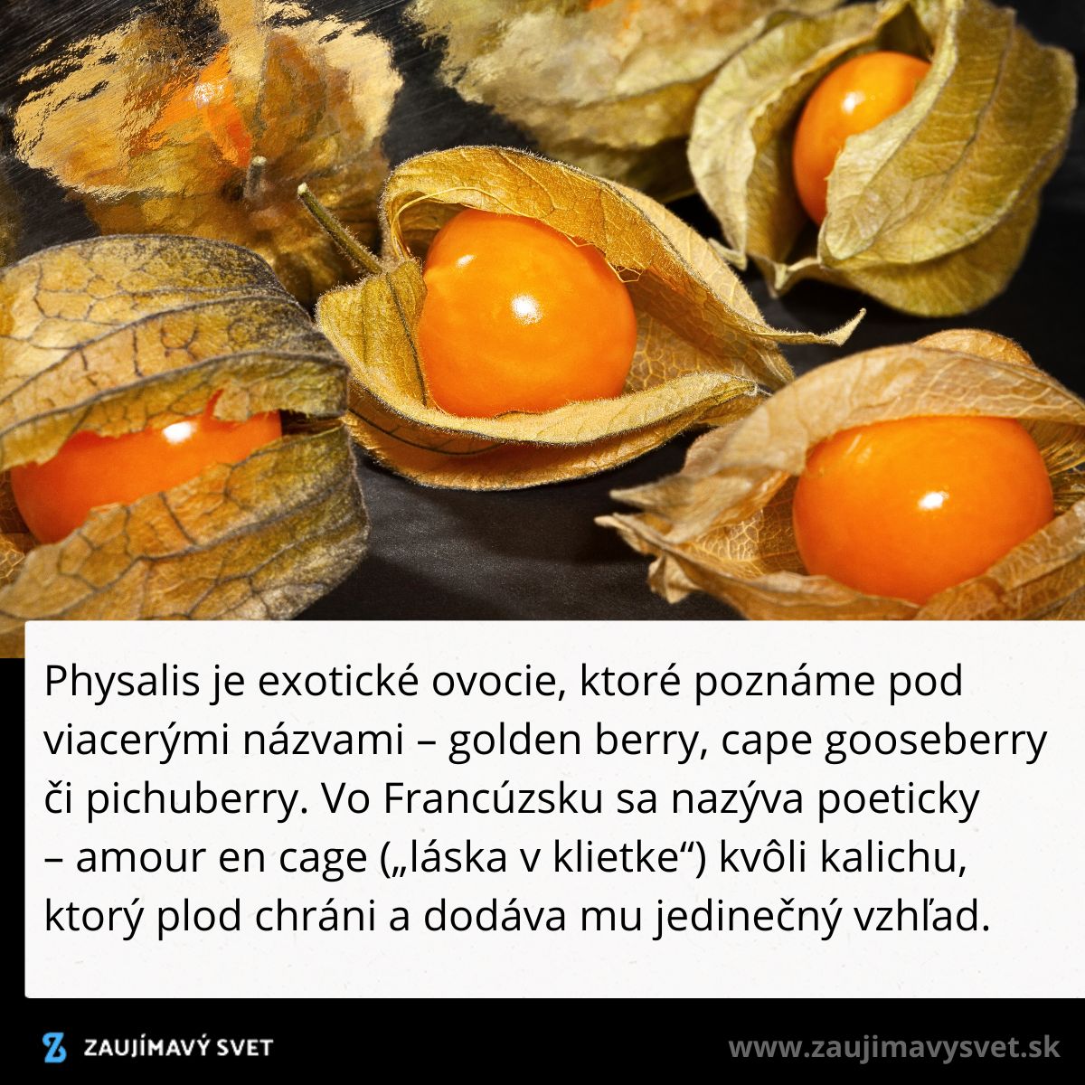 Physalis, známy aj ako golden berry, je exotické ovocie s jedinečným vzhľadom v ochrannom kalichu.