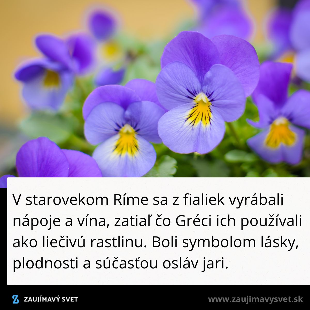 Fialky v starovekom Ríme: symbol lásky a plodnosti, použité na víno a liečenie.