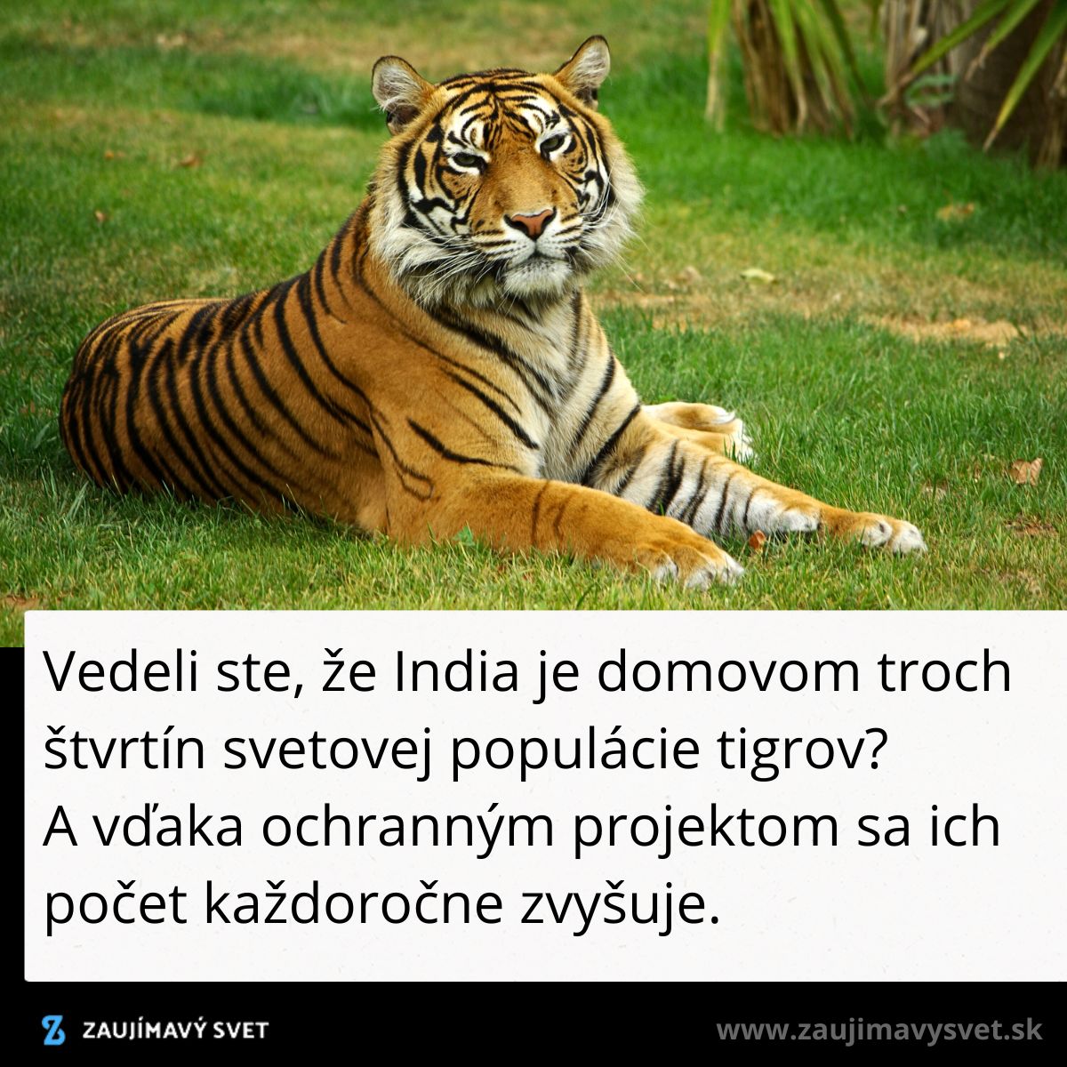 Tigr ležiaci na tráve v prírode, text informuje o raste populácie tigrov v Indii vďaka ochranným projektom.