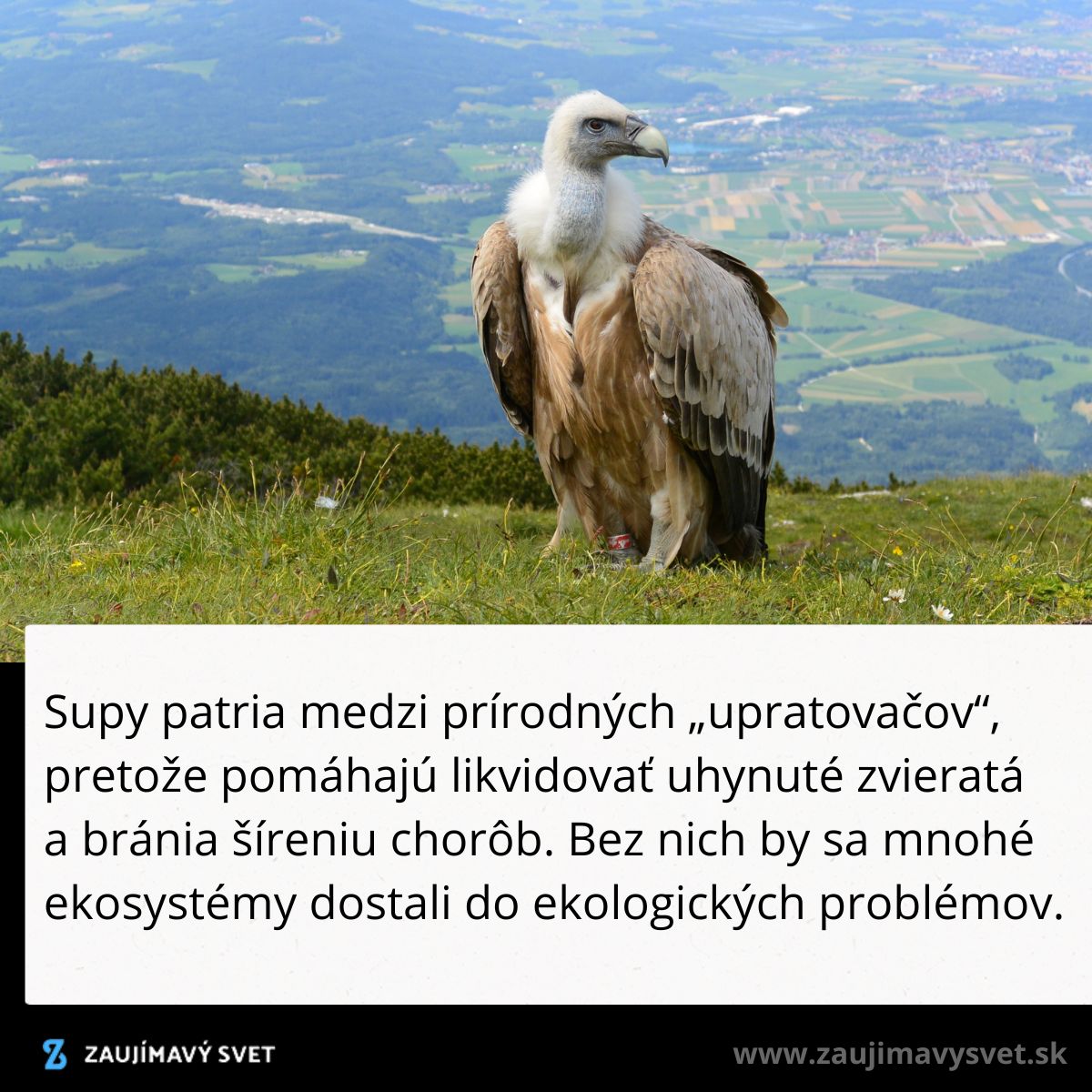 Sup na lúke s výhľadom na údolie; prírodný čistič potláčajúci šírenie chorôb likvidáciou uhynutých zvierat.