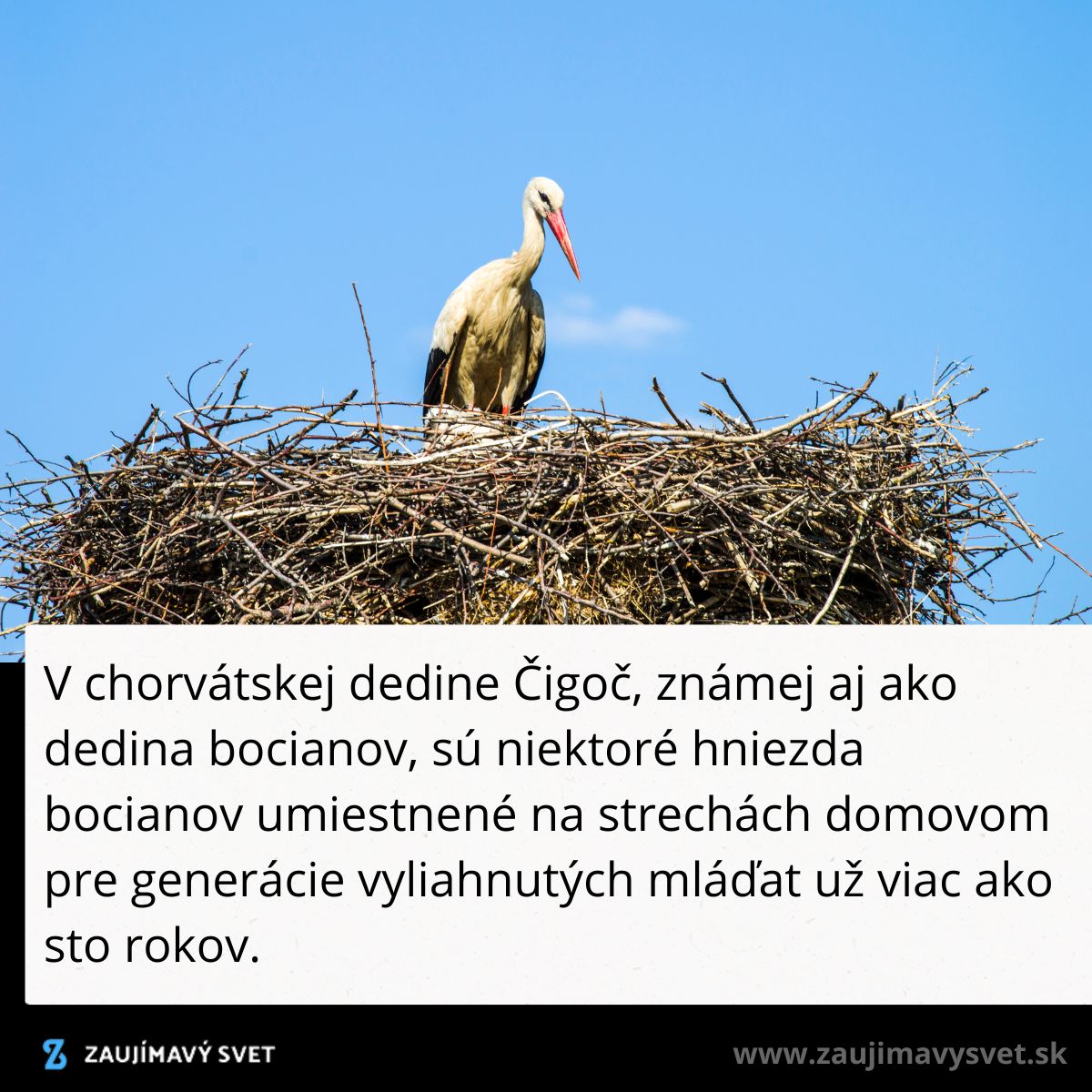 Bocian na hniezde v Čigoči, známej dedine bocianov v Chorvátsku, s modrou oblohou na pozadí.