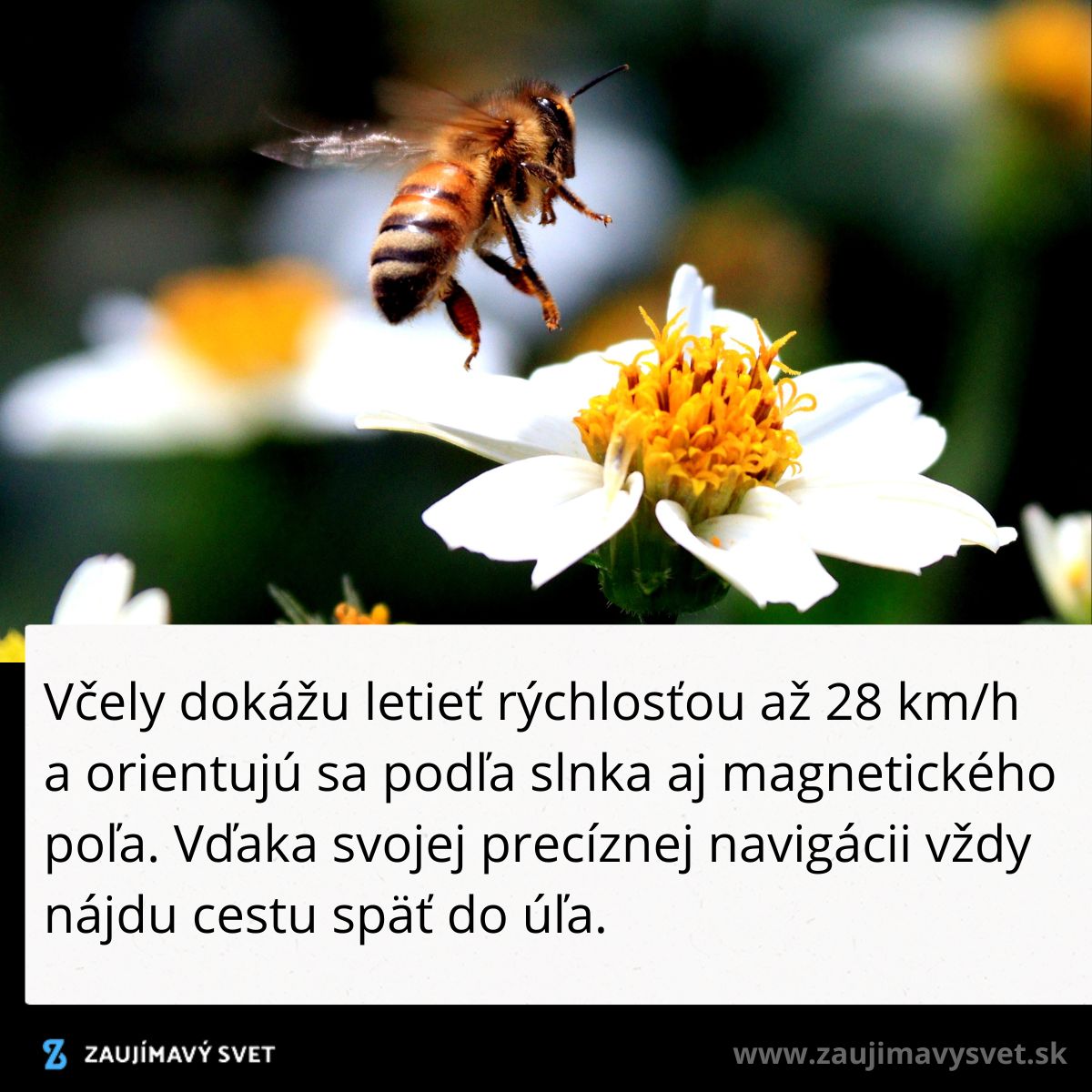Včela letí nad kvetom, biele a oranžové kvety, rozmazané pozadie.