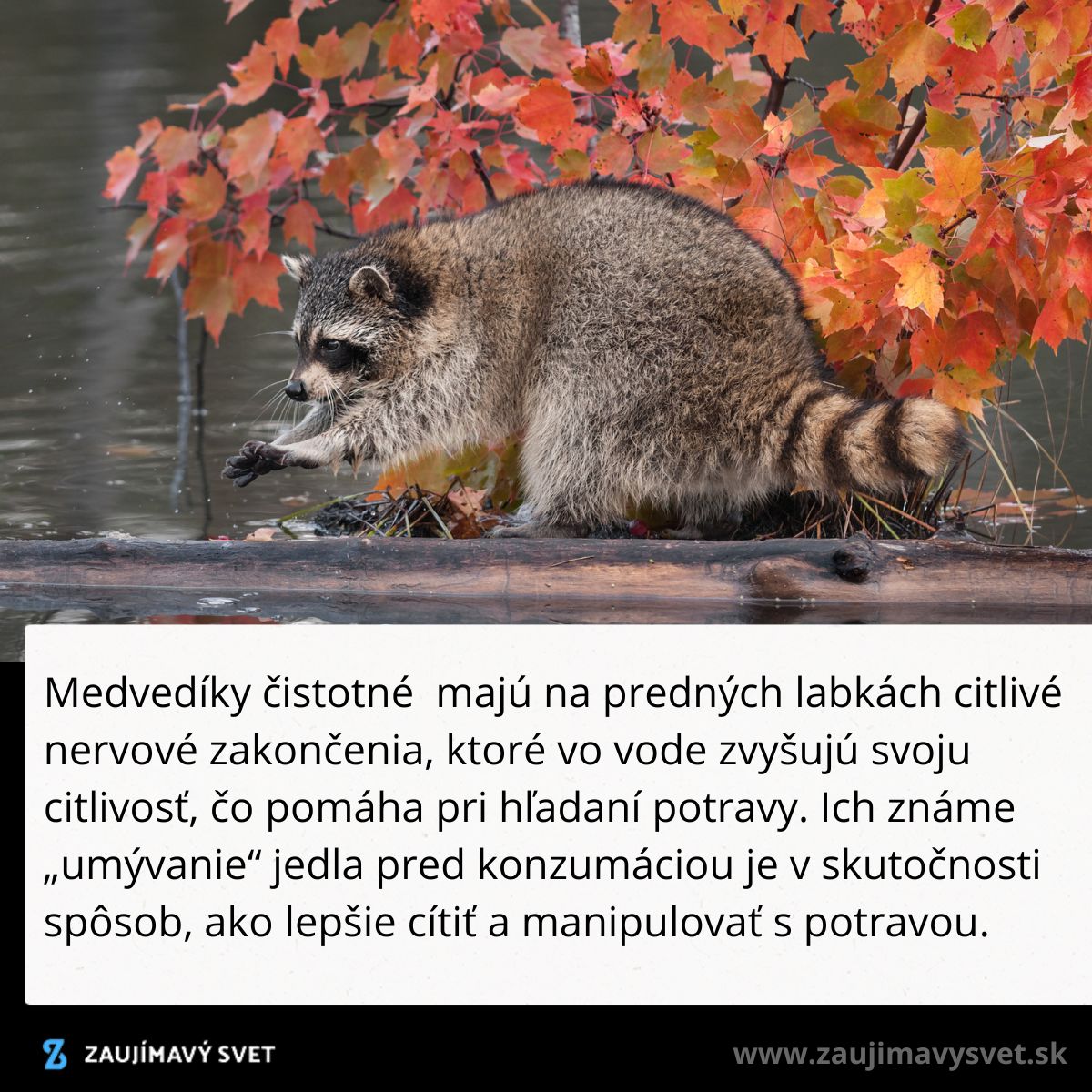 Medvedík čistotný na klade nad vodou s farebnými jesennými listami v pozadí, skúma okolie labkou.