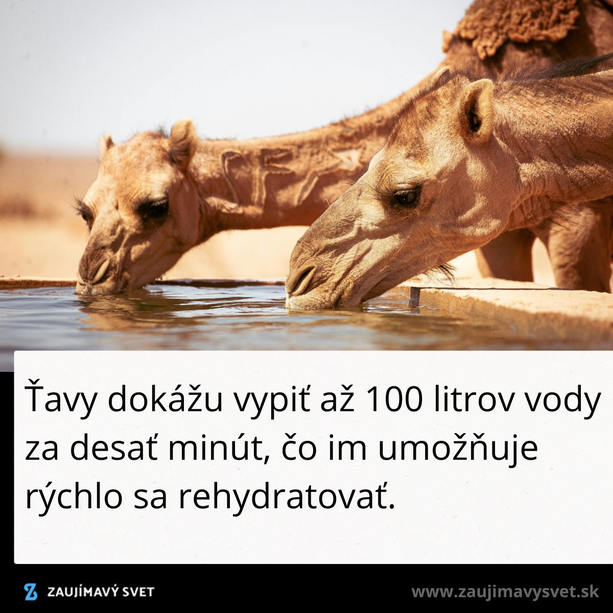 Ťavy pijú vodu z koryta v púšti, rýchla rehydratácia, schopnosť vypiť 100 litrov v priebehu desiatich minút.
