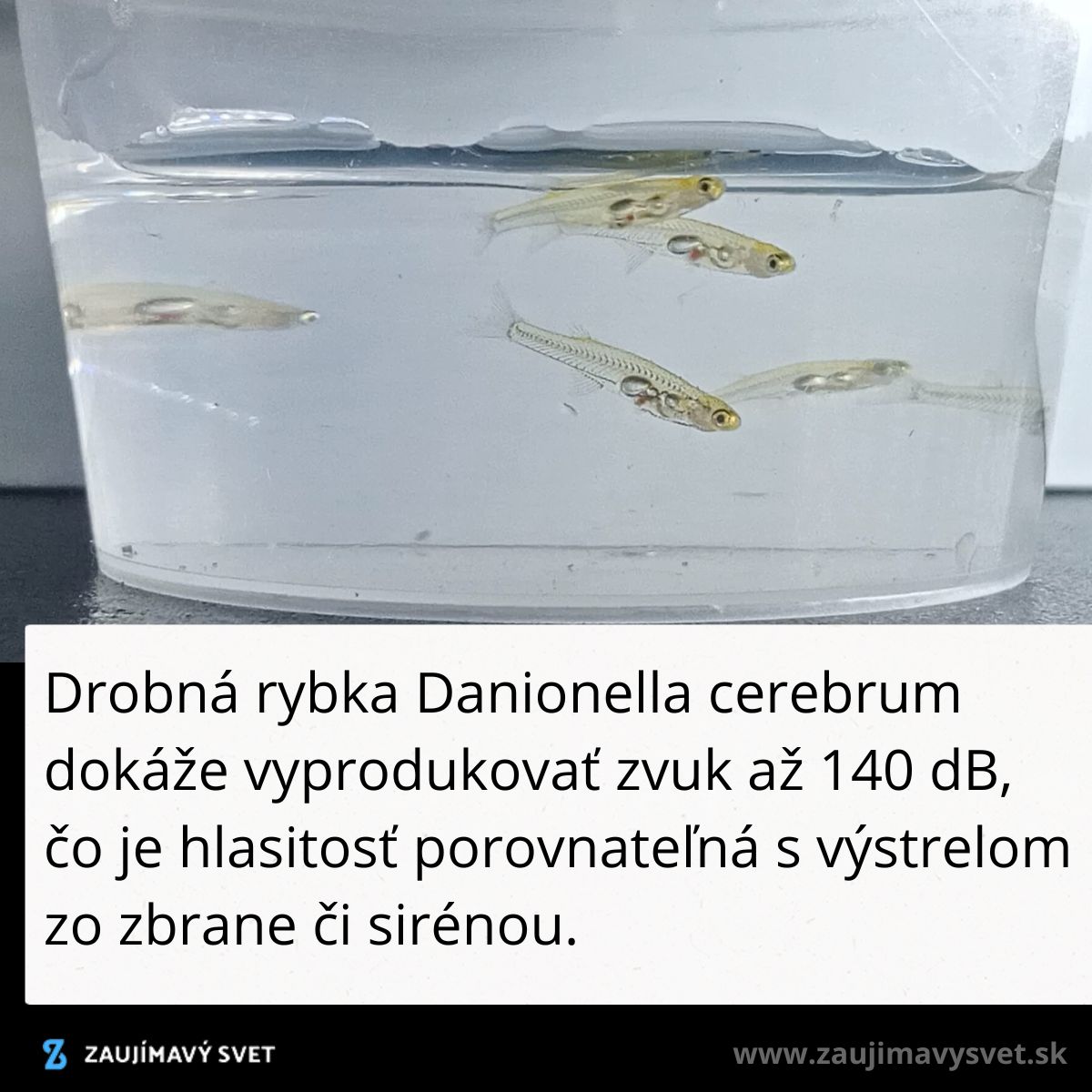 Drobné rybky Danionella vo vode, schopné produkovať zvuk až 140 dB, porovnateľný so streľbou alebo sirénou.