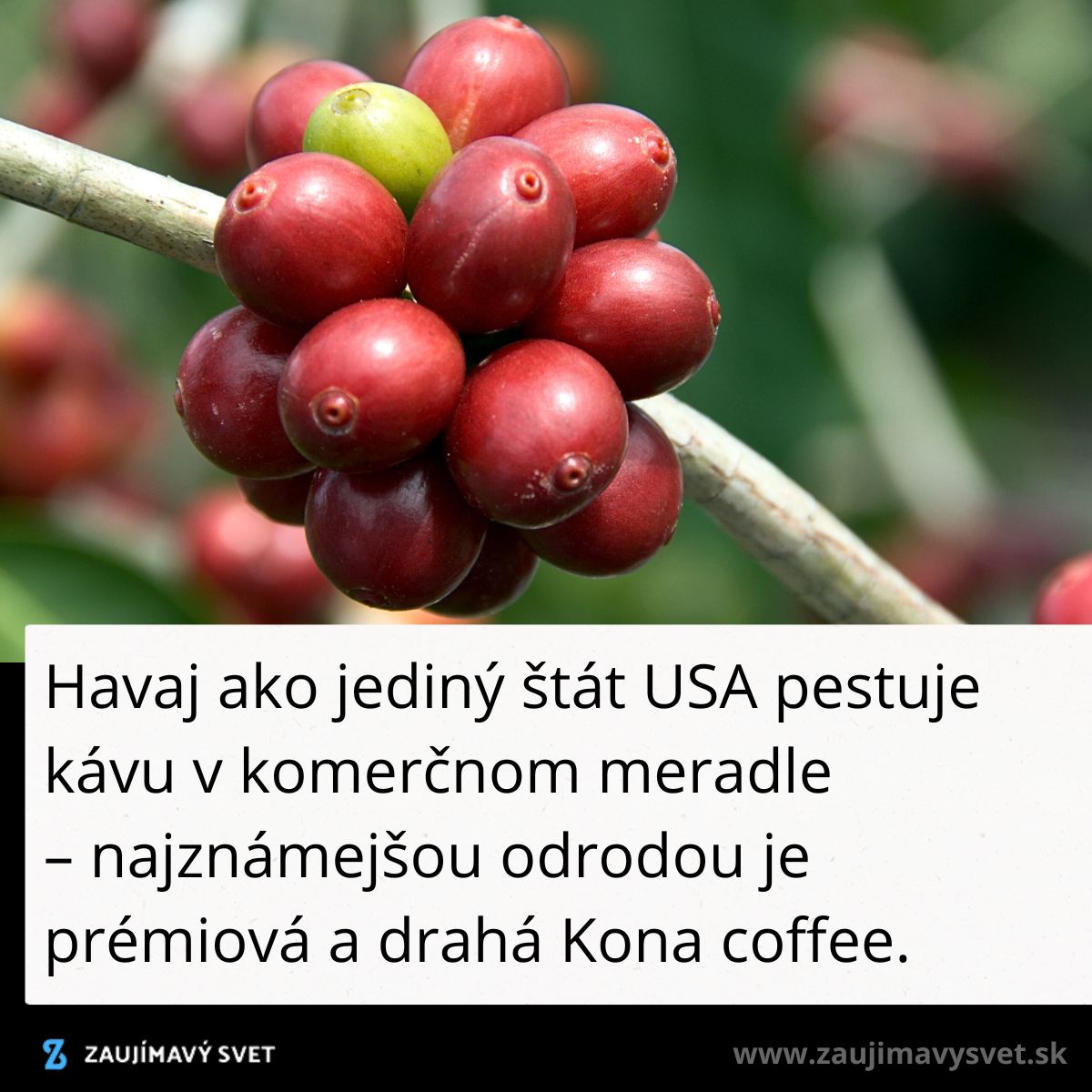 Zrelé kávové čerešne na vetve, representujúce komerčnú produkciu kávy na Havaji.