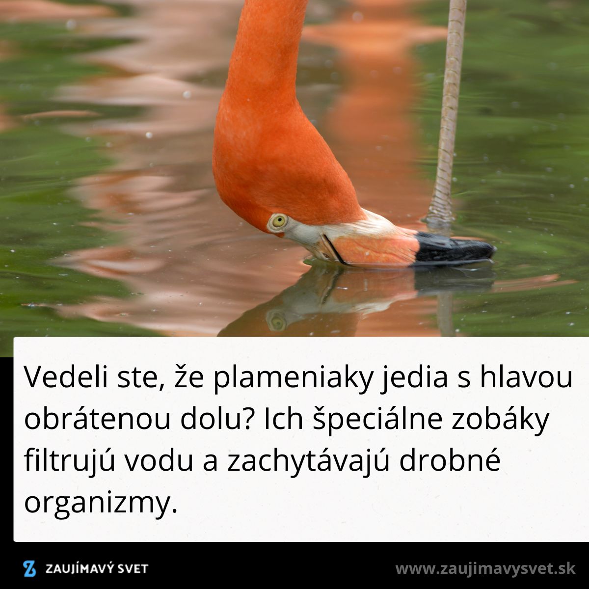 Plameniak s hlavou dole vo vode, filtruje potravu špeciálnym zobákom.