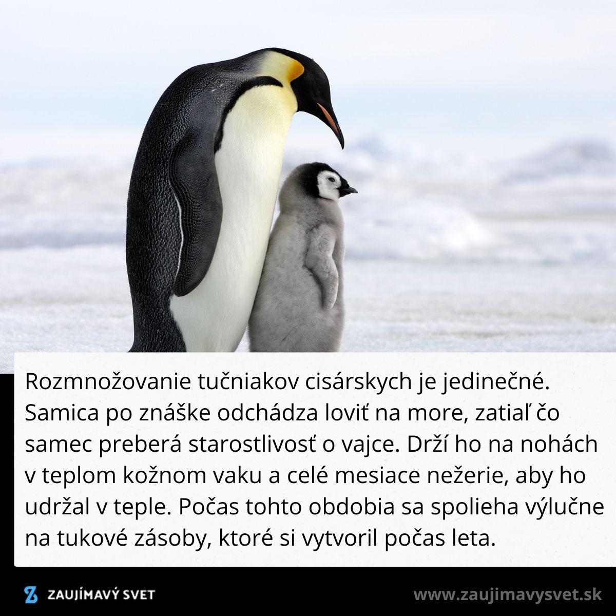 Tučniak cisársky s mláďaťom na ľadovej pláni; otec chráni mláďa počas zimného obdobia.