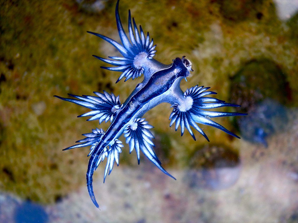 Modrý morský slimák Glaucus atlanticus pláva vo vode, jeho neobvyklé modré telo a ramená sú jasne viditeľné.