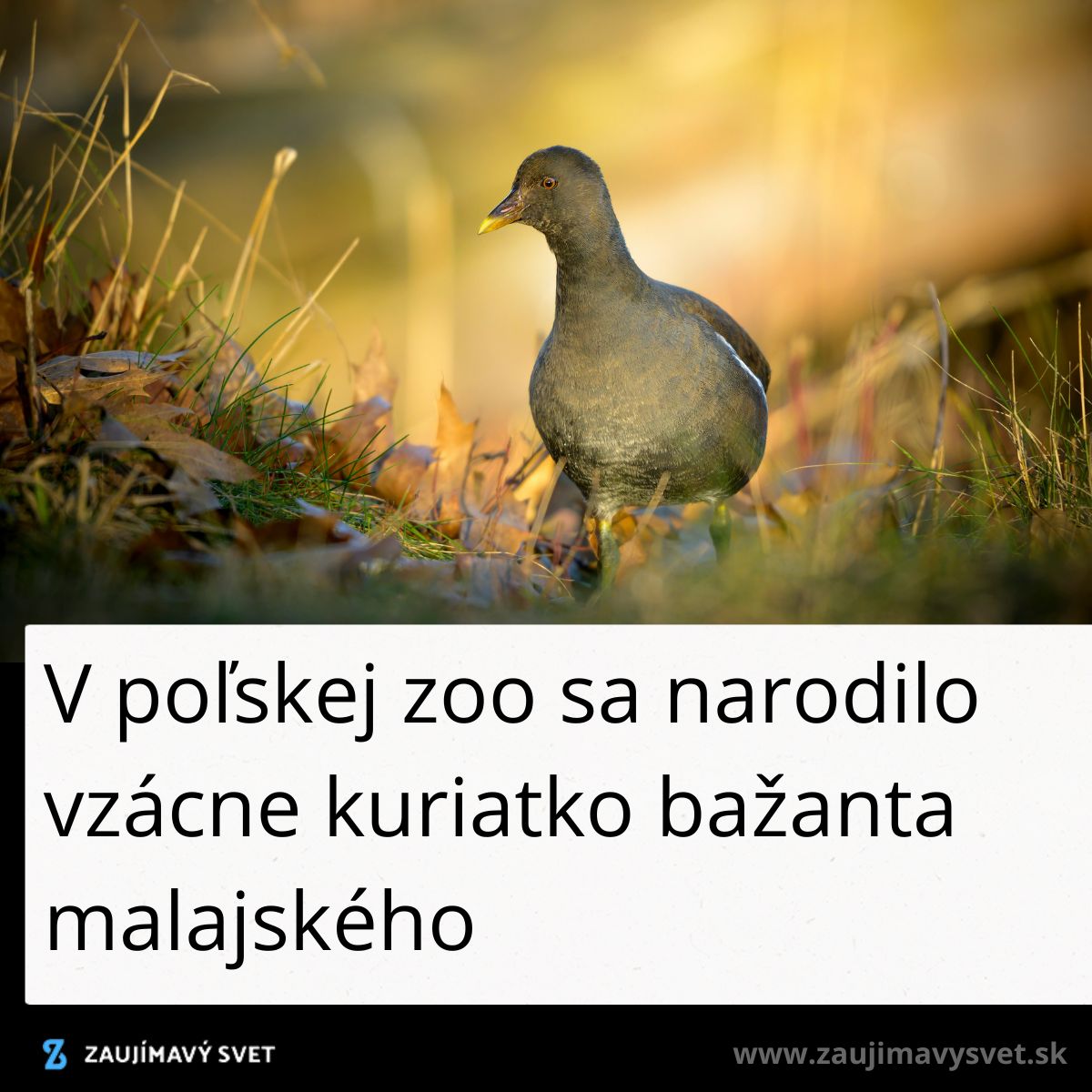 Vzácne kuriatko bažanta malajského vzniklo v poľskej zoo, obklopené prírodným prostredím.