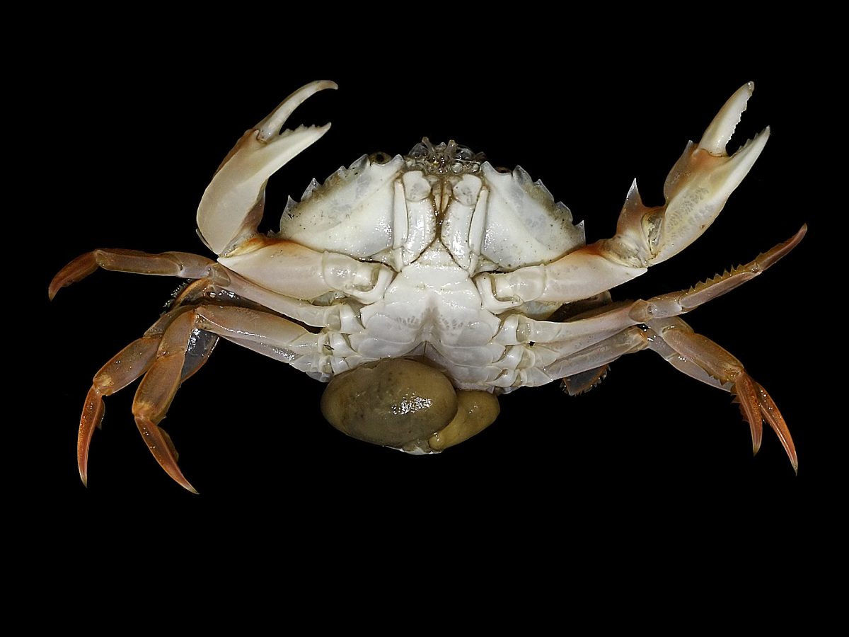 Krab s klepetami na čiernom pozadí, zobrazený zo spodu, zvýraznené detaily panciera a nôh.