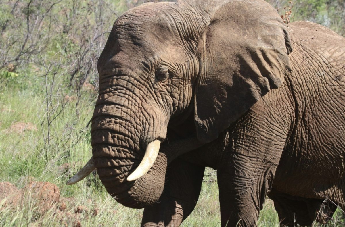 Slon africký s výraznými klami kráča po savane, obklopený trávou a kríkmi.