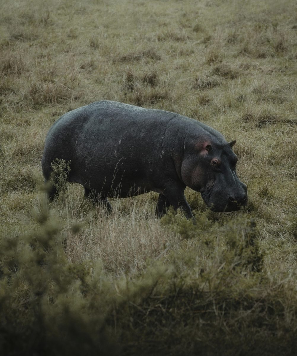 Hroch prechádzajúci sa po zelenej savane, pokojná prírodná scéna zo zvieracej ríše.