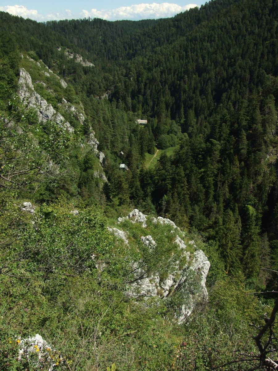 Hustý les na svahu so skalami a útulnou drevenou chatou v slnečnej doline.