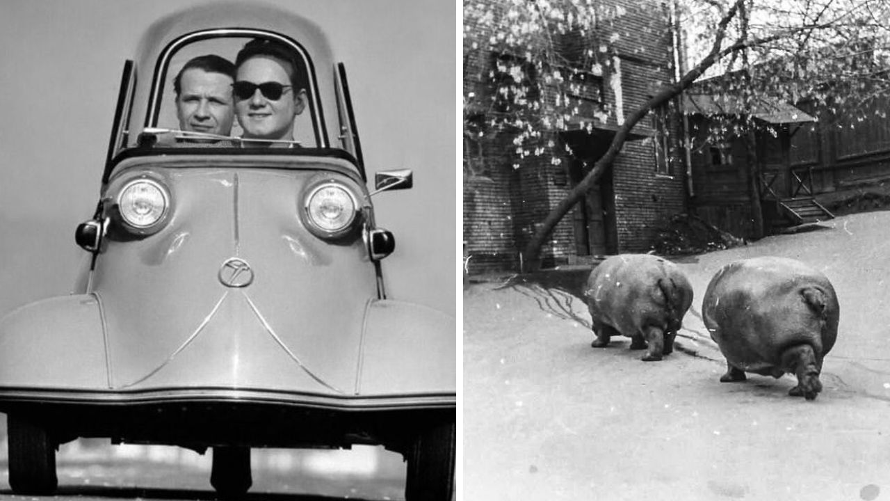 Dve osoby v retro mikroaute Messerschmitt, vedľa dvoch hrochov kráčajúcich po dvore historickej budovy.