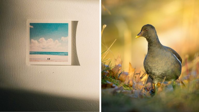 Obrázok pláže na stene vedľa fotografie vtáka v prírode pri západe slnka.