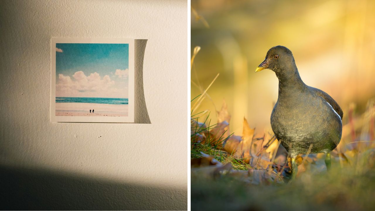 Obrázok pláže na stene vedľa fotografie vtáka v prírode pri západe slnka.