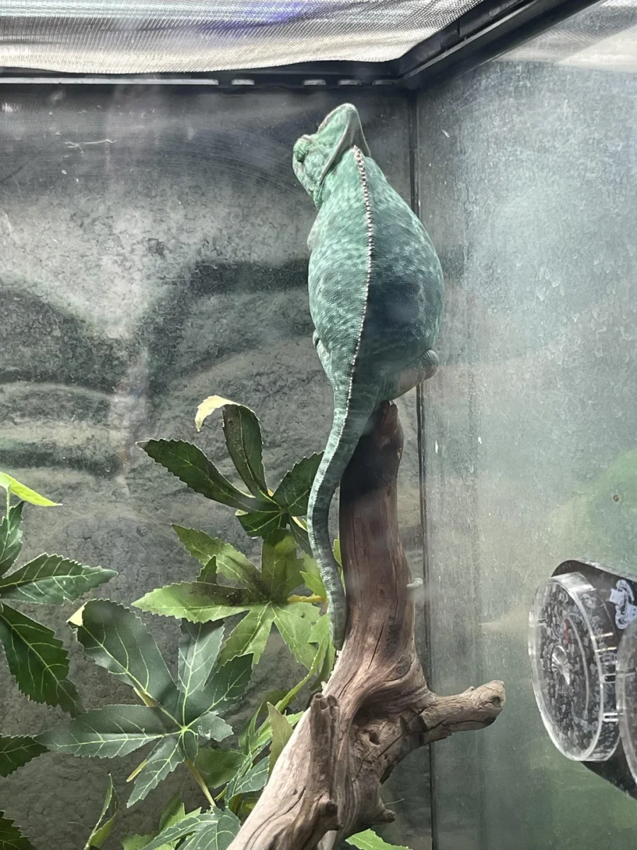 Kamuflovaný chameleón na vetvičke v teráriu s listami v pozadí.