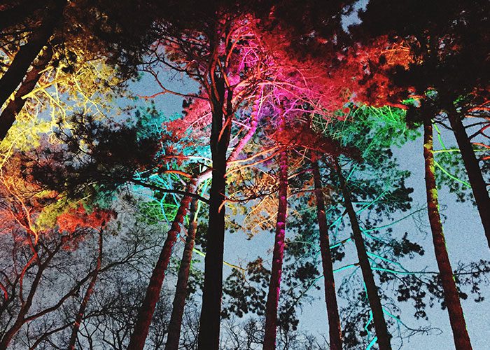 Stromy osvetlené farebnými svetlami v noci vytvárajú magickú atmosféru v lese.