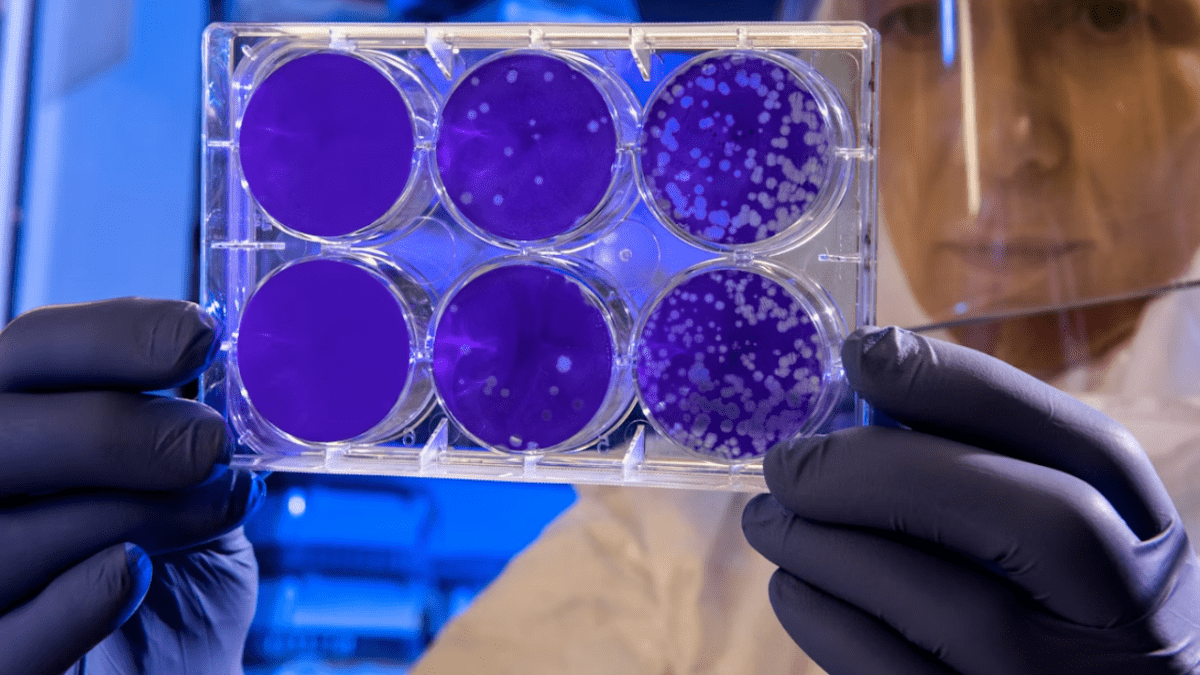 Laboratórny technik skúma Petriho misky s fialovým kultúrnym médiom pod ochranným štítom v laboratóriu.