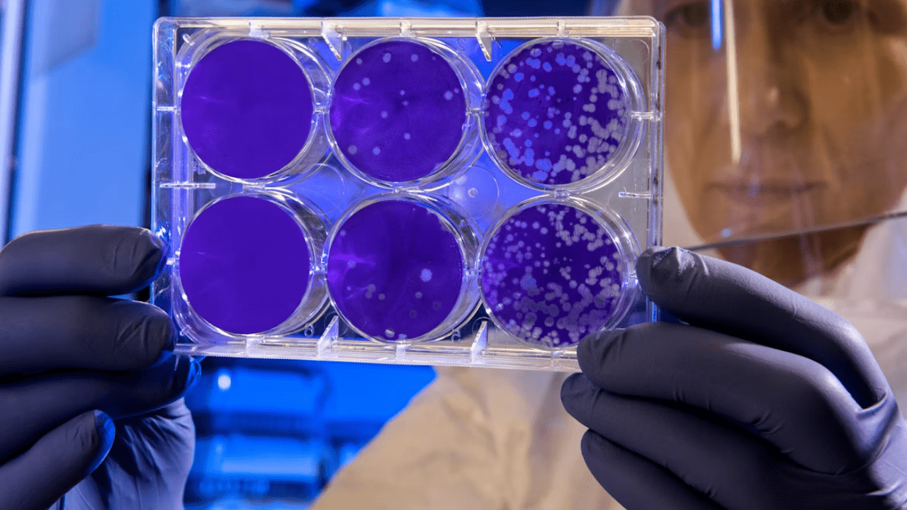 Laboratórny technik skúma Petriho misky s fialovým kultúrnym médiom pod ochranným štítom v laboratóriu.