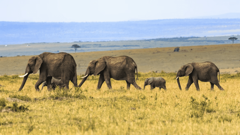 Skupina slonov kráča po savane, obklopená rozsiahlou africkou krajinou.