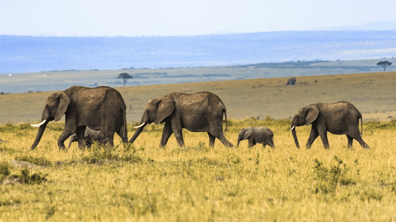 Skupina slonov kráča po savane, obklopená rozsiahlou africkou krajinou.