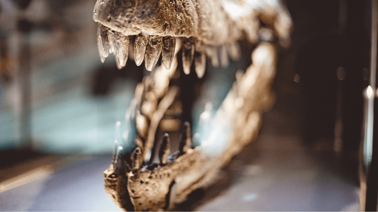 Dinosauria lebka s detailom na ostré zuby v múzeu, rozmazané pozadie.