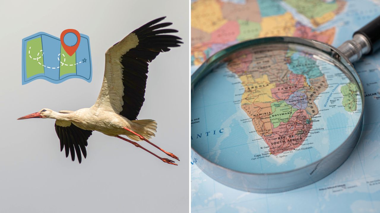 Bocian v lete, vedľa mapa Afriky pod lupou. Symbolizuje migráciu vtákov na dlhé vzdialenosti.