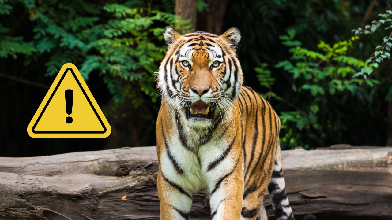Tiger pri drevenom kmeni s výstražnou značkou v pozadí, lesné prostredie.