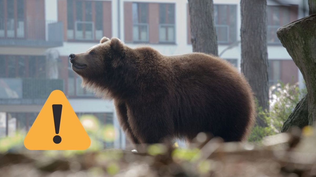Medveď v meste, upozornenie! Buďte opatrní pri stretu s divokou zverou v obývaných oblastiach.