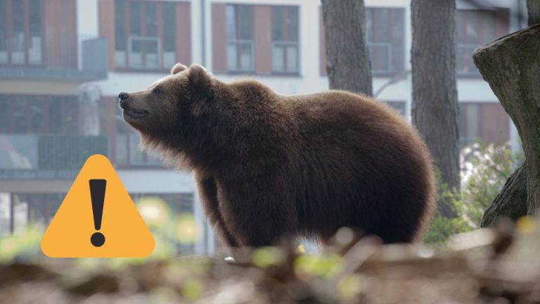 Medveď v meste, upozornenie! Buďte opatrní pri stretu s divokou zverou v obývaných oblastiach.