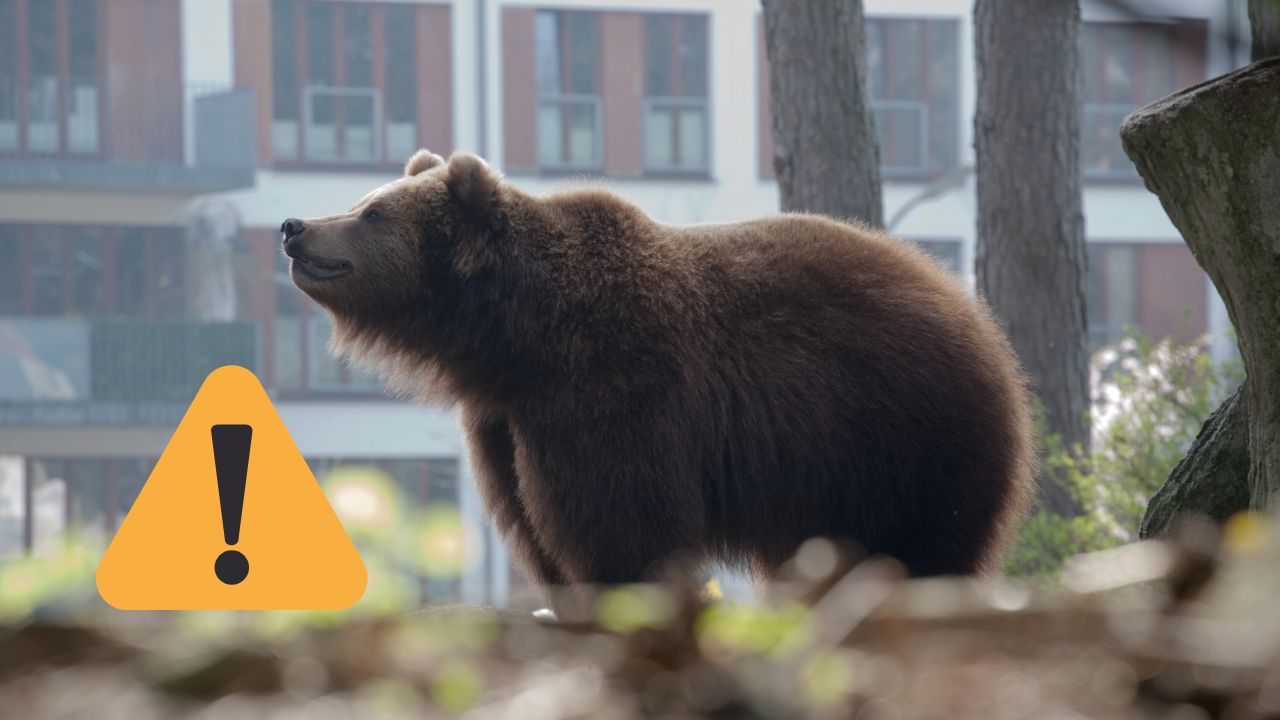 Medveď v meste, upozornenie! Buďte opatrní pri stretu s divokou zverou v obývaných oblastiach.
