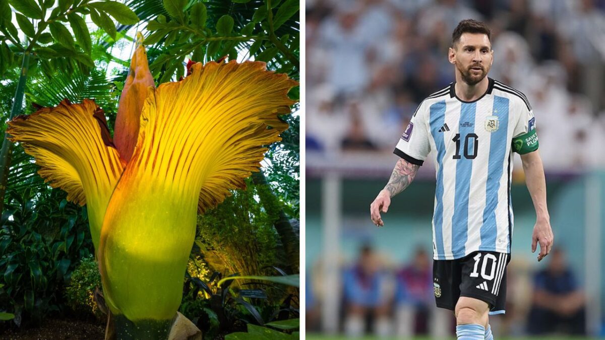 Obrovský kvet Amorphophallus titanum vedľa futbalistu v argentínskom drese na zápase.
