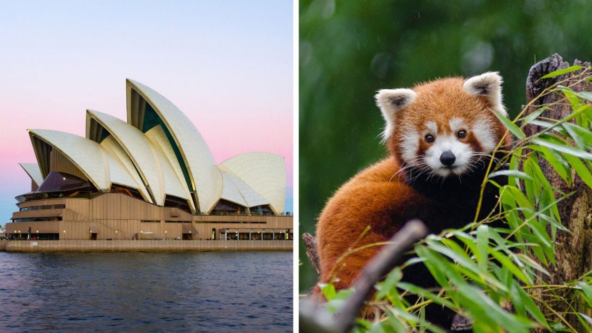 Opera v Sydney pri západe slnka; červená panda v prírode.