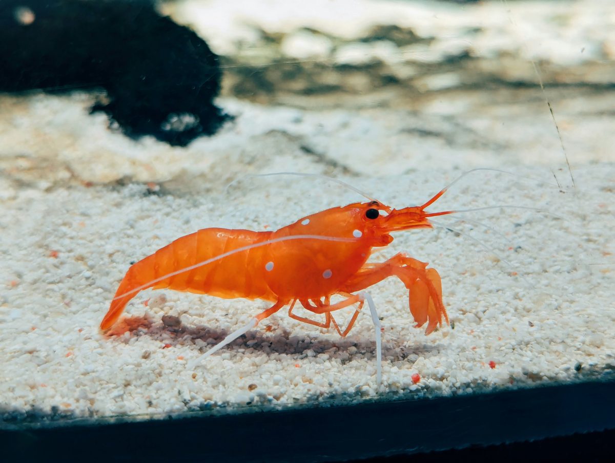 Oranžová kreveta s bielymi škvrnami v akváriu na pieskovom dne.