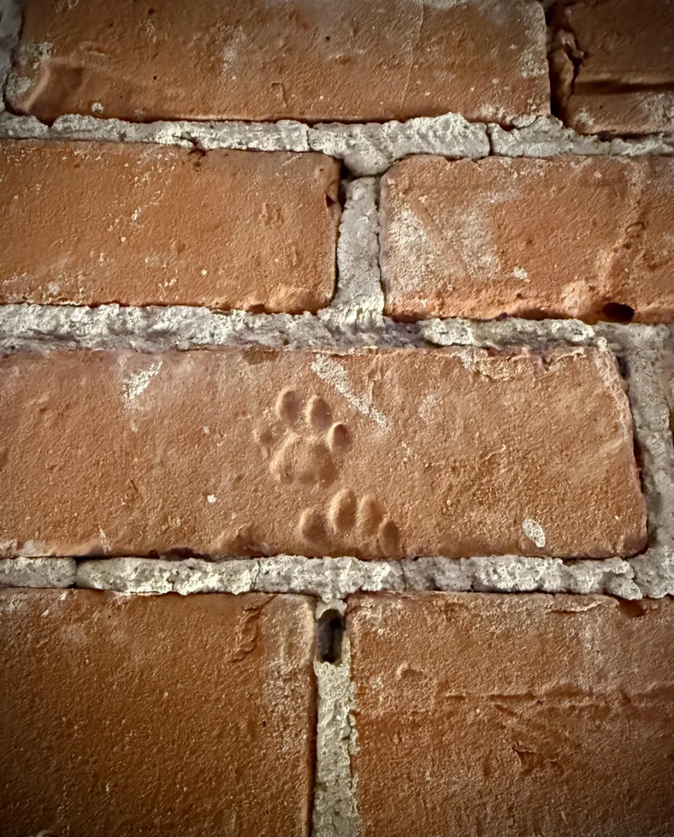 Otlačky mačacích labiek na červenej tehlovej stene, detail vnútorného dizajnu.