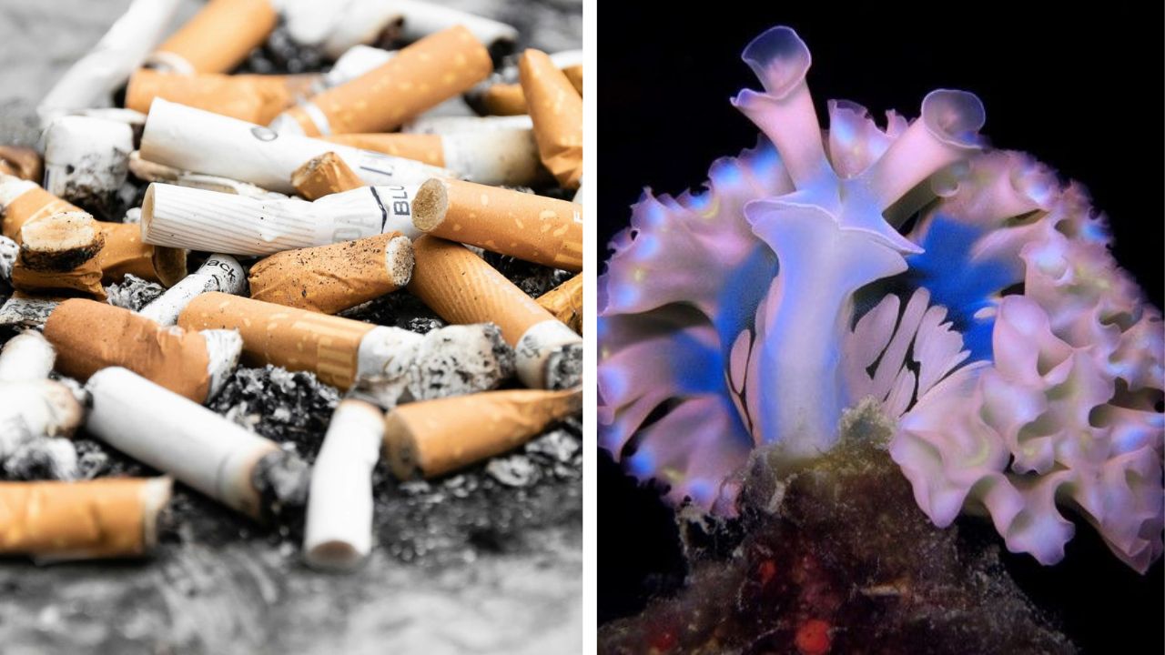 Nástojky cigariet vedľa pestrofarebného morského tvora, kontrast medzi znečistením a prírodnou krásou.