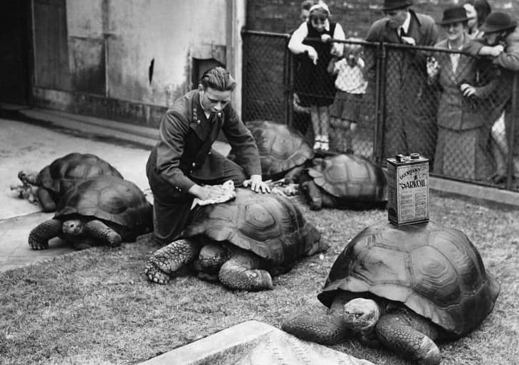 Muž leští panciere obrovských korytnačiek v zoo, zatiaľ čo ich sleduje skupina ľudí za plotom.
