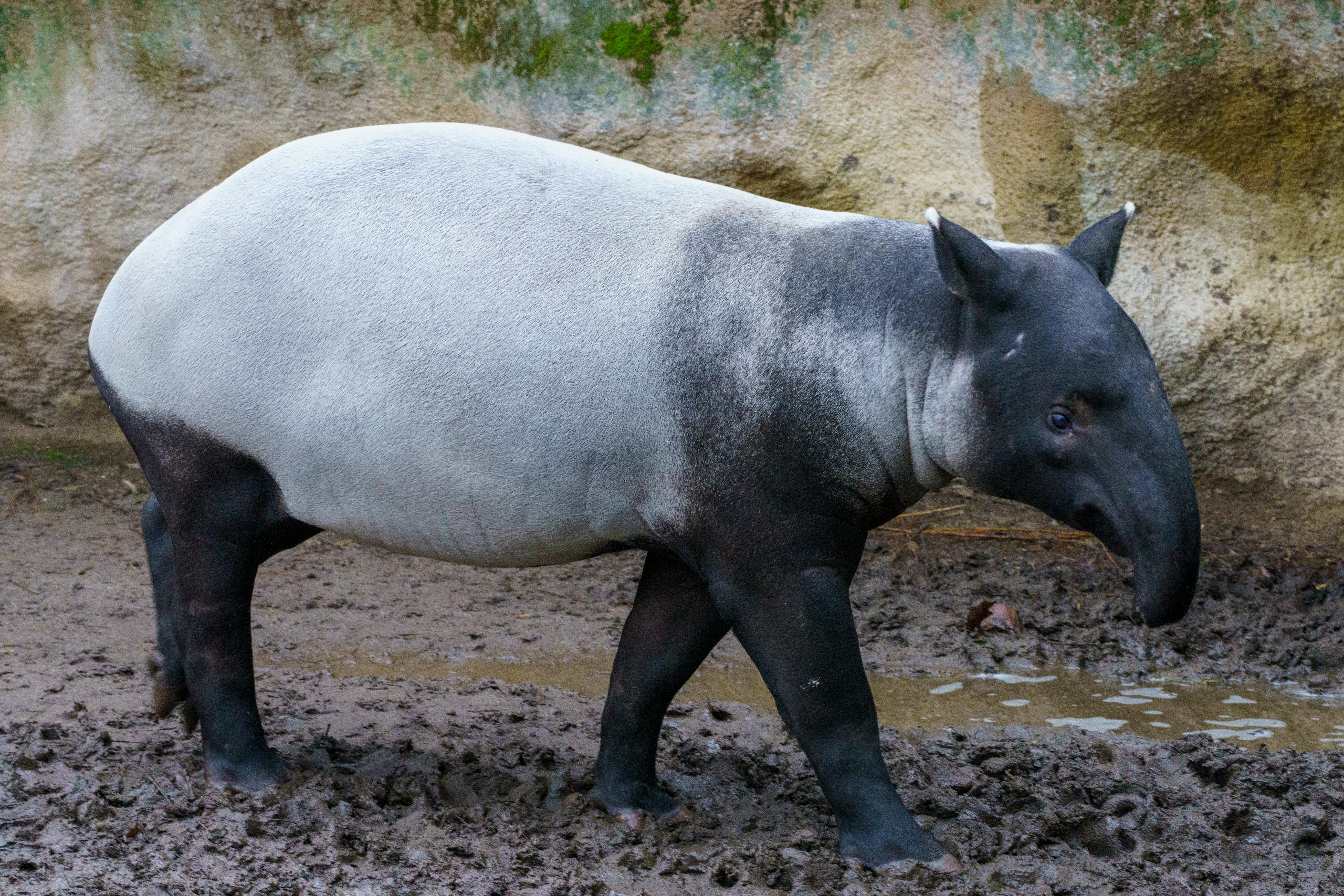 Tapír v blate v zoologickej záhrade, tmavosivé telo, charakteristický dlhý rypák.