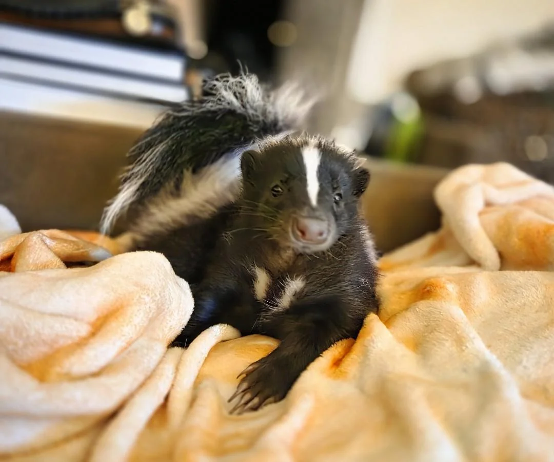 Mláďa skunka leží na mäkkej deke vo vnútri, obklopené jemným svetlom interiéru.