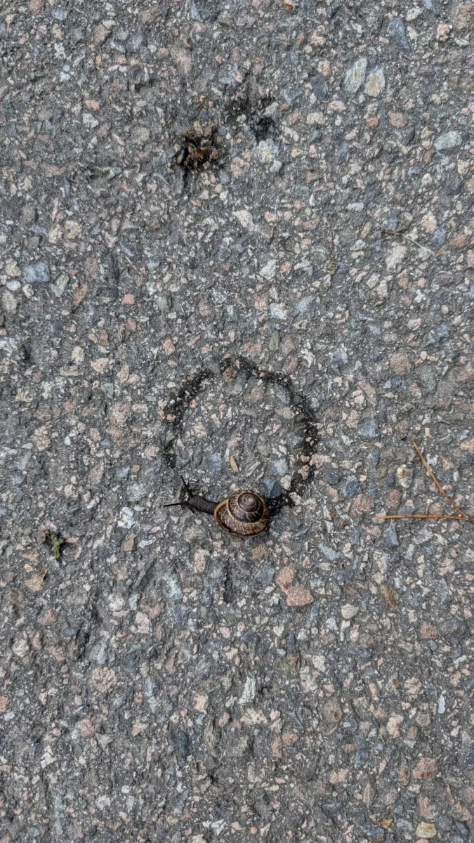 Slimák na asfaltovom chodníku, zanecháva za sebou lesklú stopu.