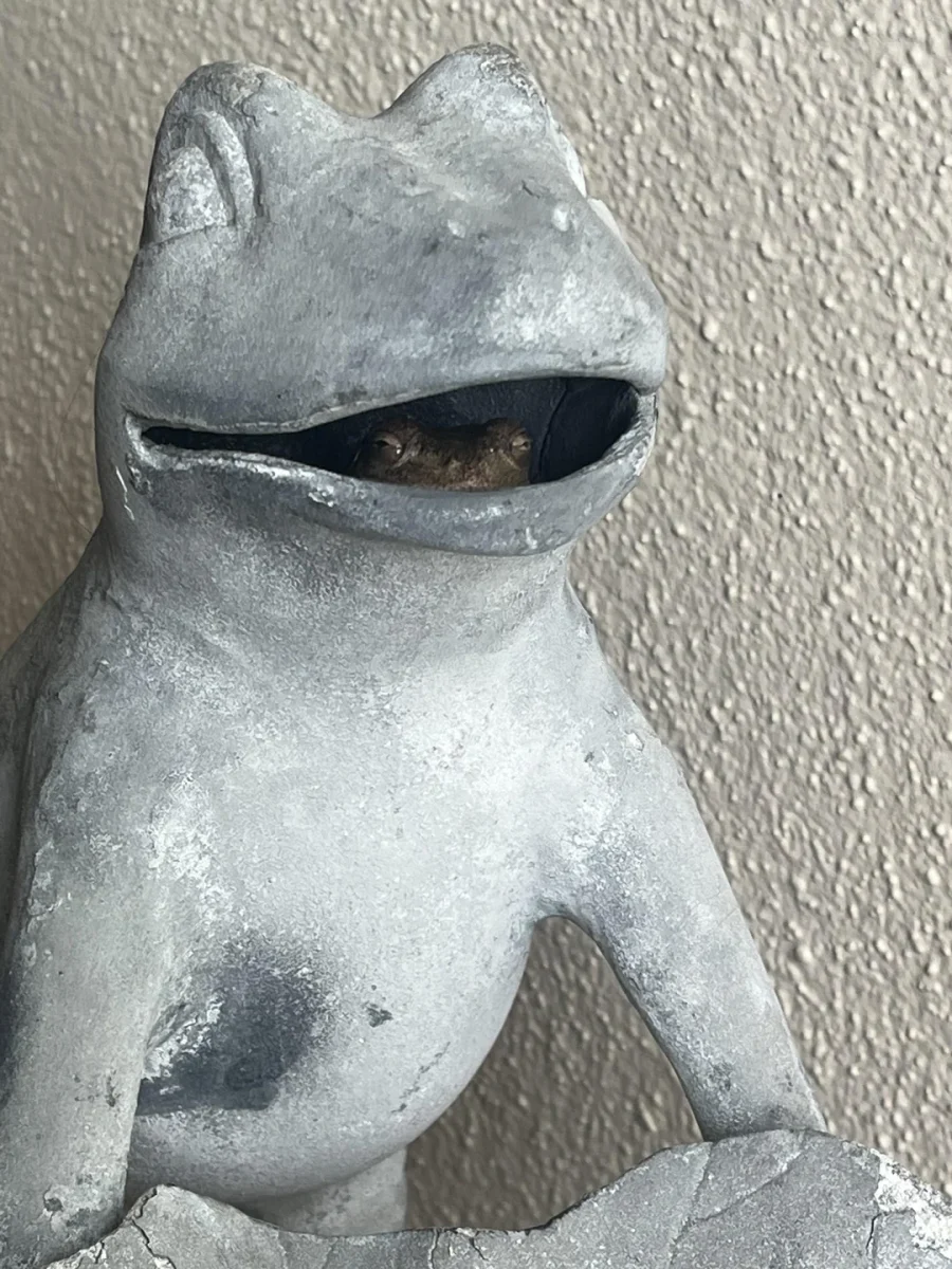 Socha žaby s realistickým vzhľadom, malá žaba schovaná v ústach, detailný záber na textúru povrchu.