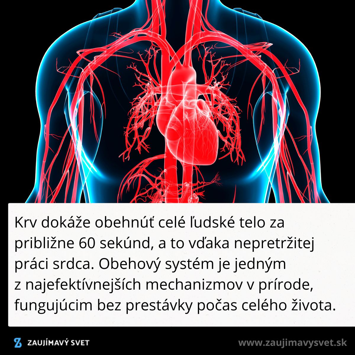 Obrázok zobrazujúci ľudský obehový systém a srdce, popisujúci rýchlosť obehu krvi telom.